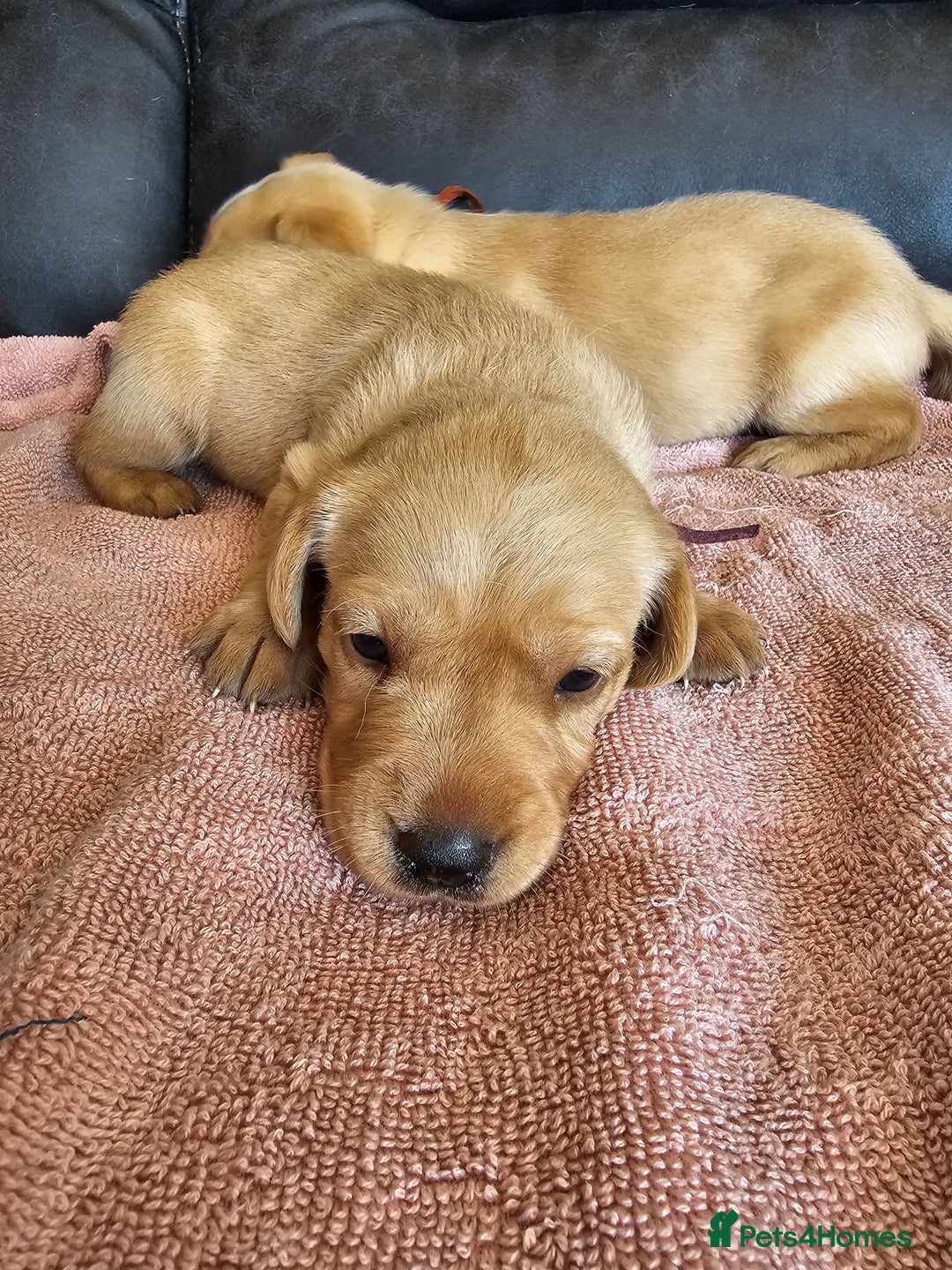 Labrador Retriever dogs for sale: Kc Registered Labrador Puppies  - Image 5