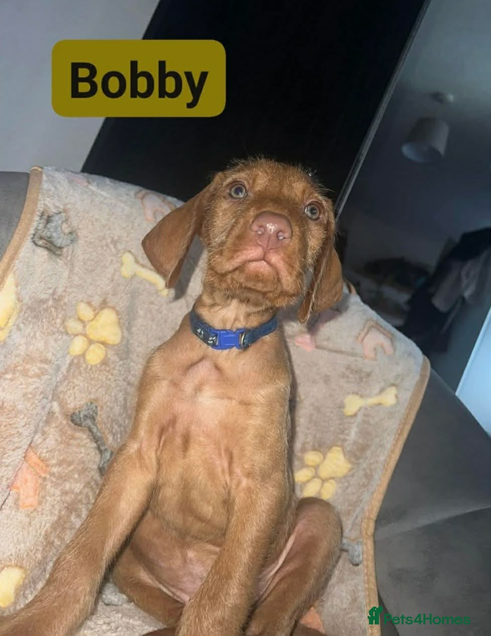 Hungarian Vizsla dogs Extra Ordinary Beautiful Hungarian Vizsla - Advert 2