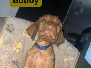 Hungarian Vizsla dogs Extra Ordinary Beautiful Hungarian Vizsla - Advert 2