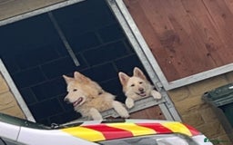 German Shepherd dogs for sale: German Shepherd puppies  - Advert 3