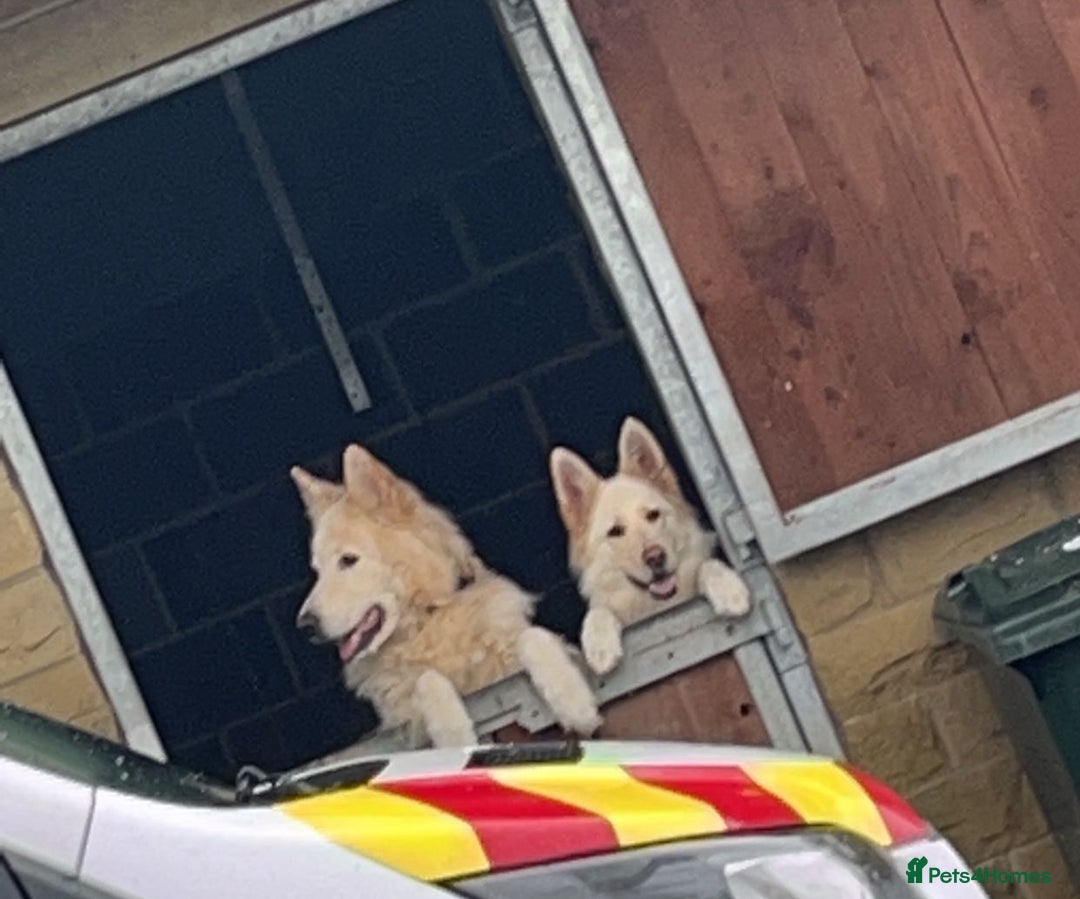 German Shepherd dogs for sale: German Shepherd puppies  - Advert 3