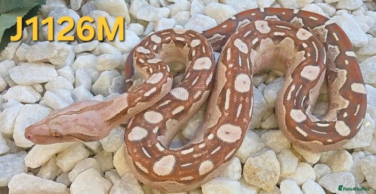 Boa Snake reptiles VPI Albino and VPI Aztecs plus other morphs - Advert 1