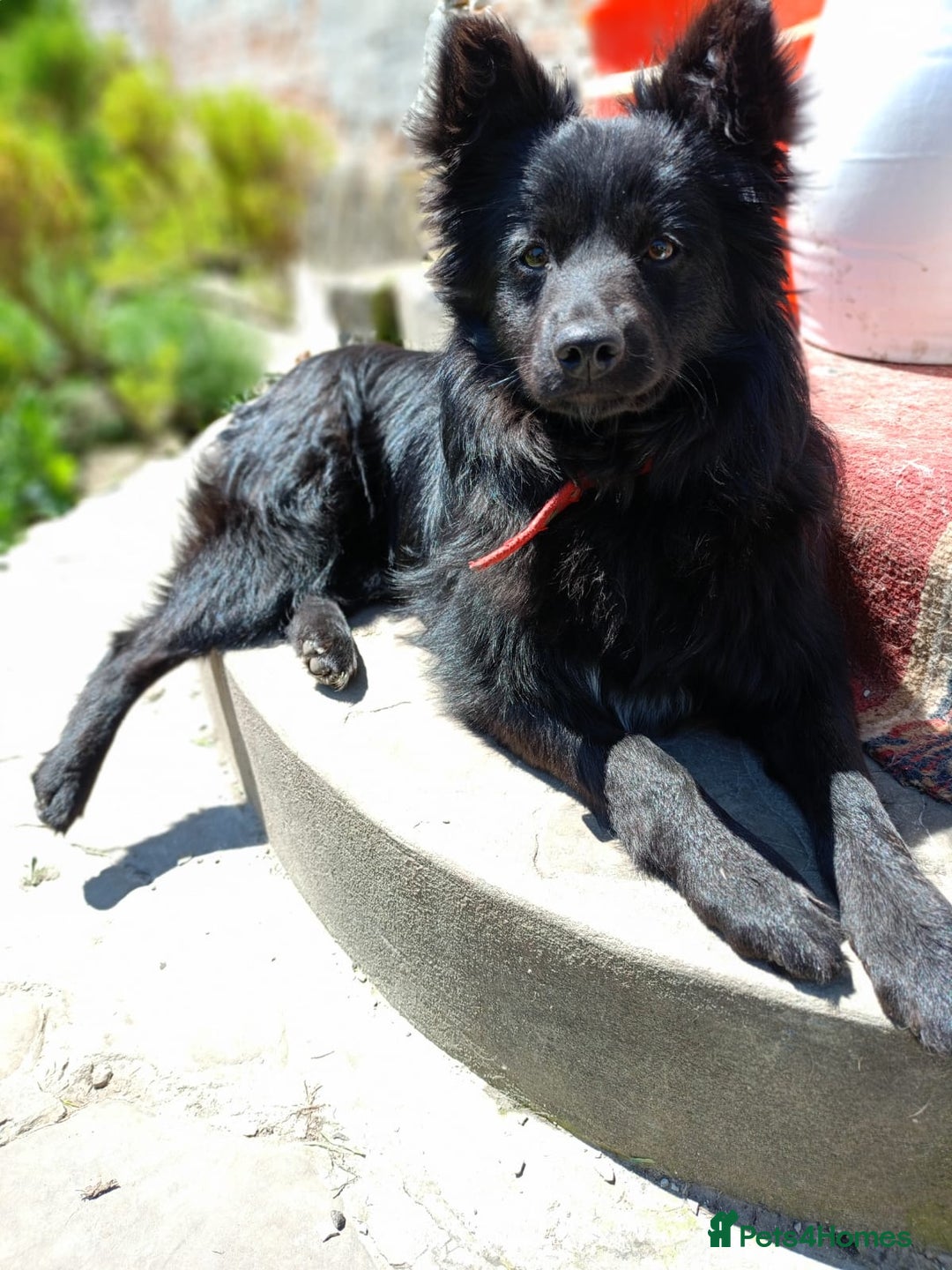 Mixed Breed dogs for adoption: 💖🐶 LILU JET 🐶💖 - Image 9