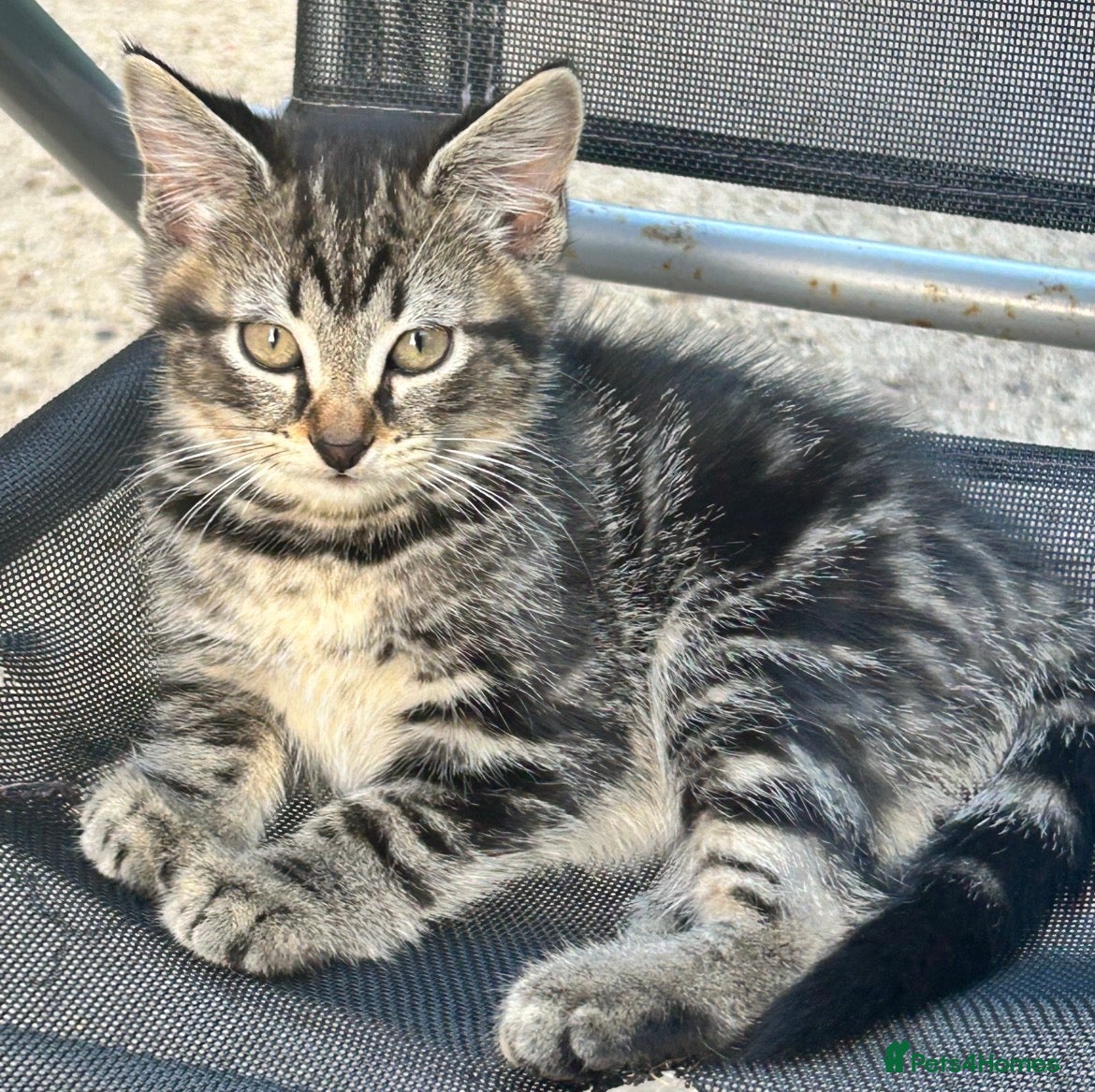 Brazilian Shorthair cats 3 Gorgeous Kittens  - Advert 1