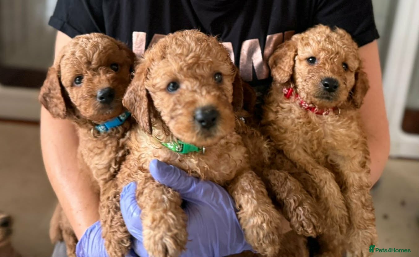 Mini Goldendoodle dogs Adorable Goldendoodles Looking for a Loving Family - Advert 1