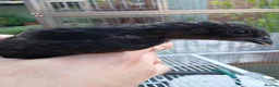 Chickens poultry for sale: Stunning Crypt Walkers and other breeds in Wrexham - Advert 6