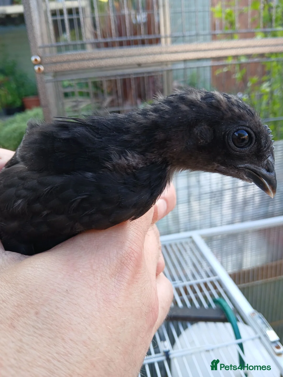 Chickens poultry for sale: Stunning Crypt Walkers and other breeds in Wrexham - Advert 6
