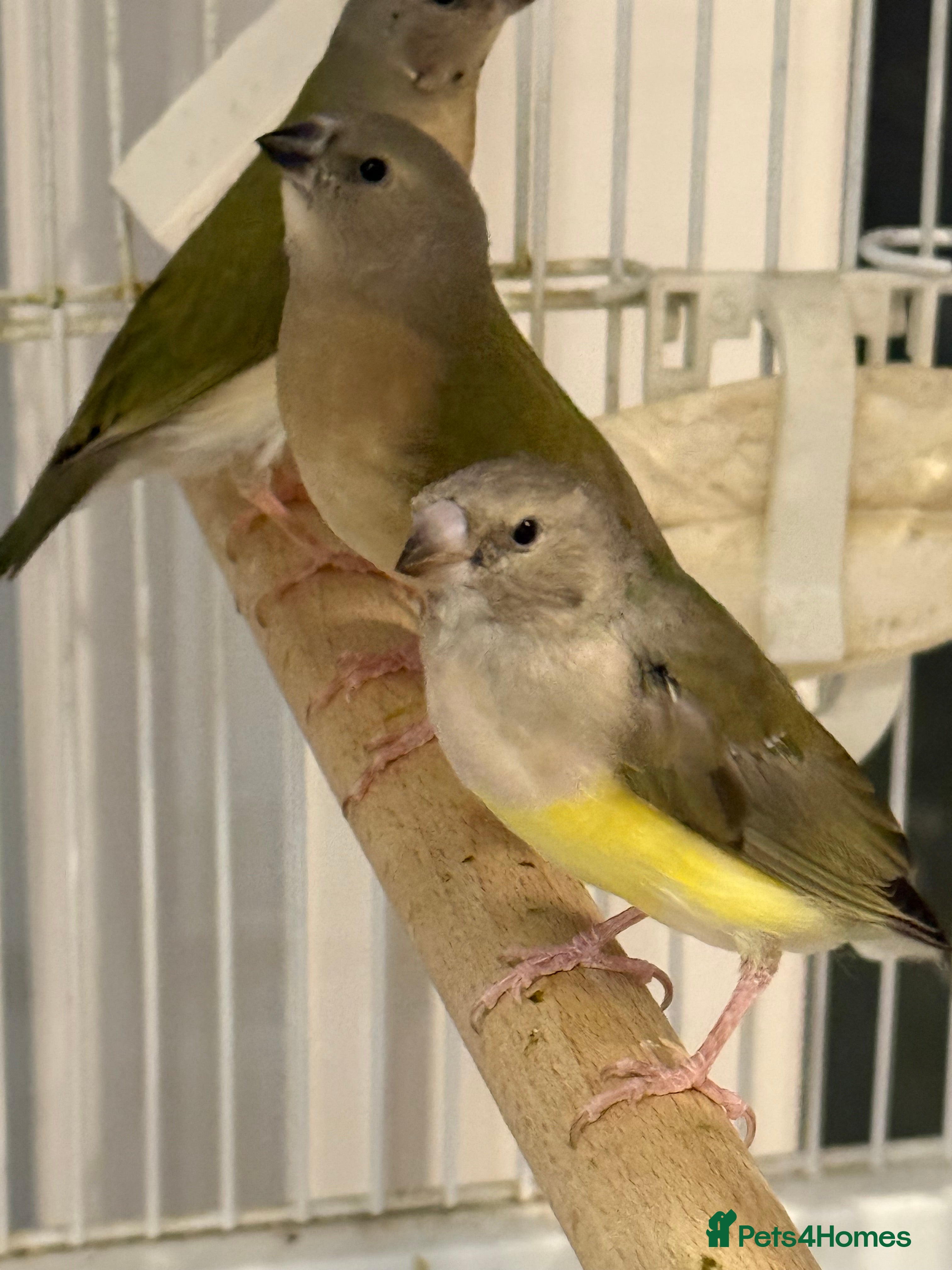 Finches birds gouildan finches available Runcorn  - Advert 6