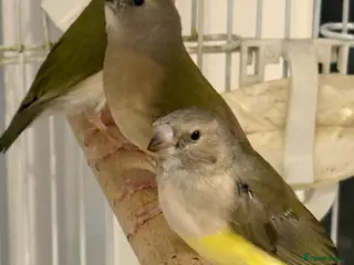 Finches birds gouildan finches available Runcorn - Advert 6