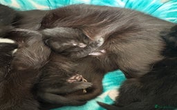 Mixed Breed cats for sale: Mixed breed kittens  - Image 24