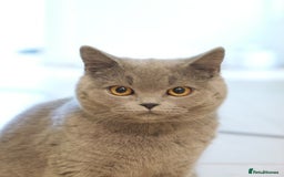 British Shorthair cats for sale: British short hr - Image 5