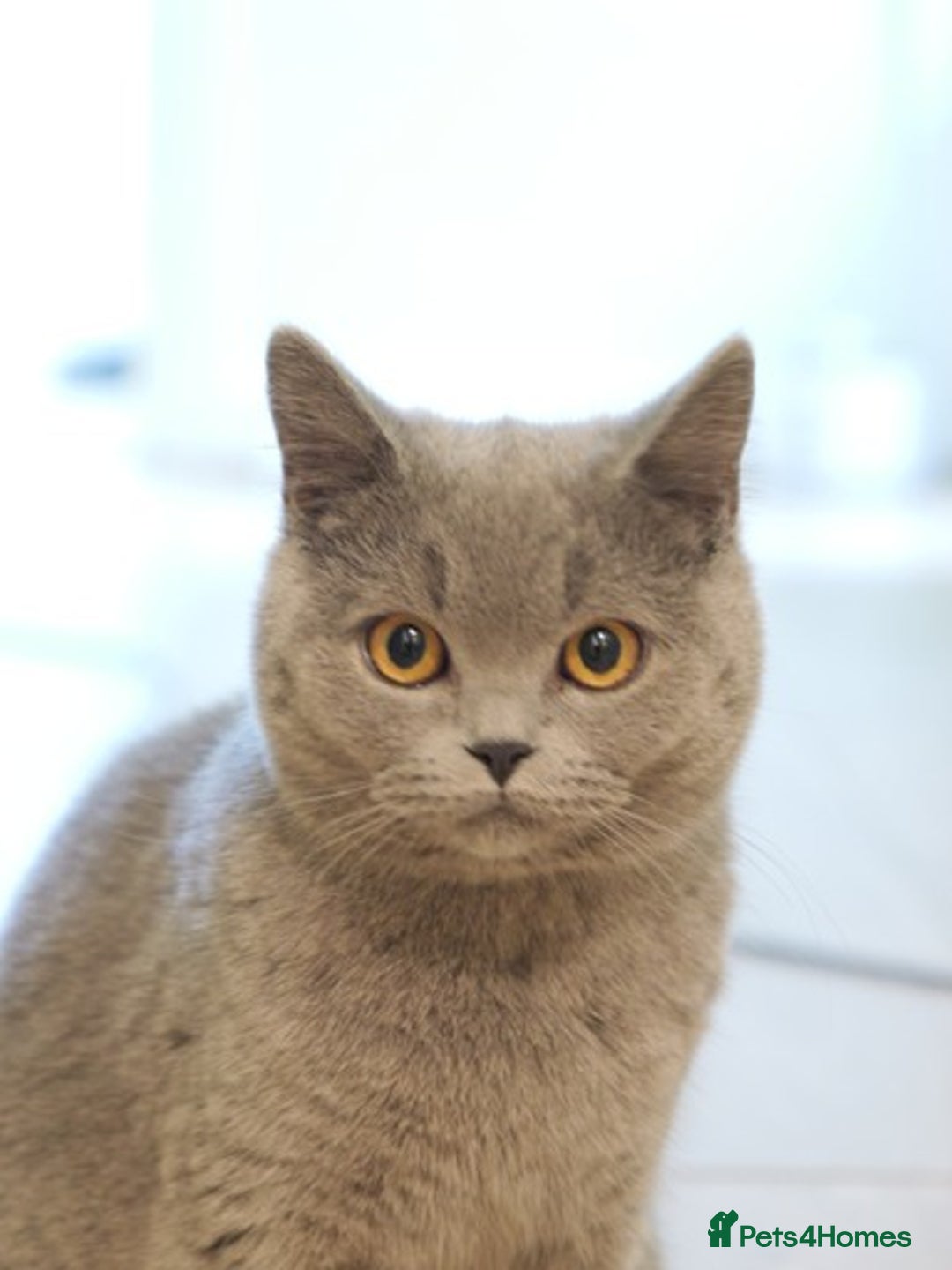 British Shorthair cats for sale: British short hr - Image 5