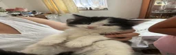 Mixed Breed cats for sale: kittens - Advert 5