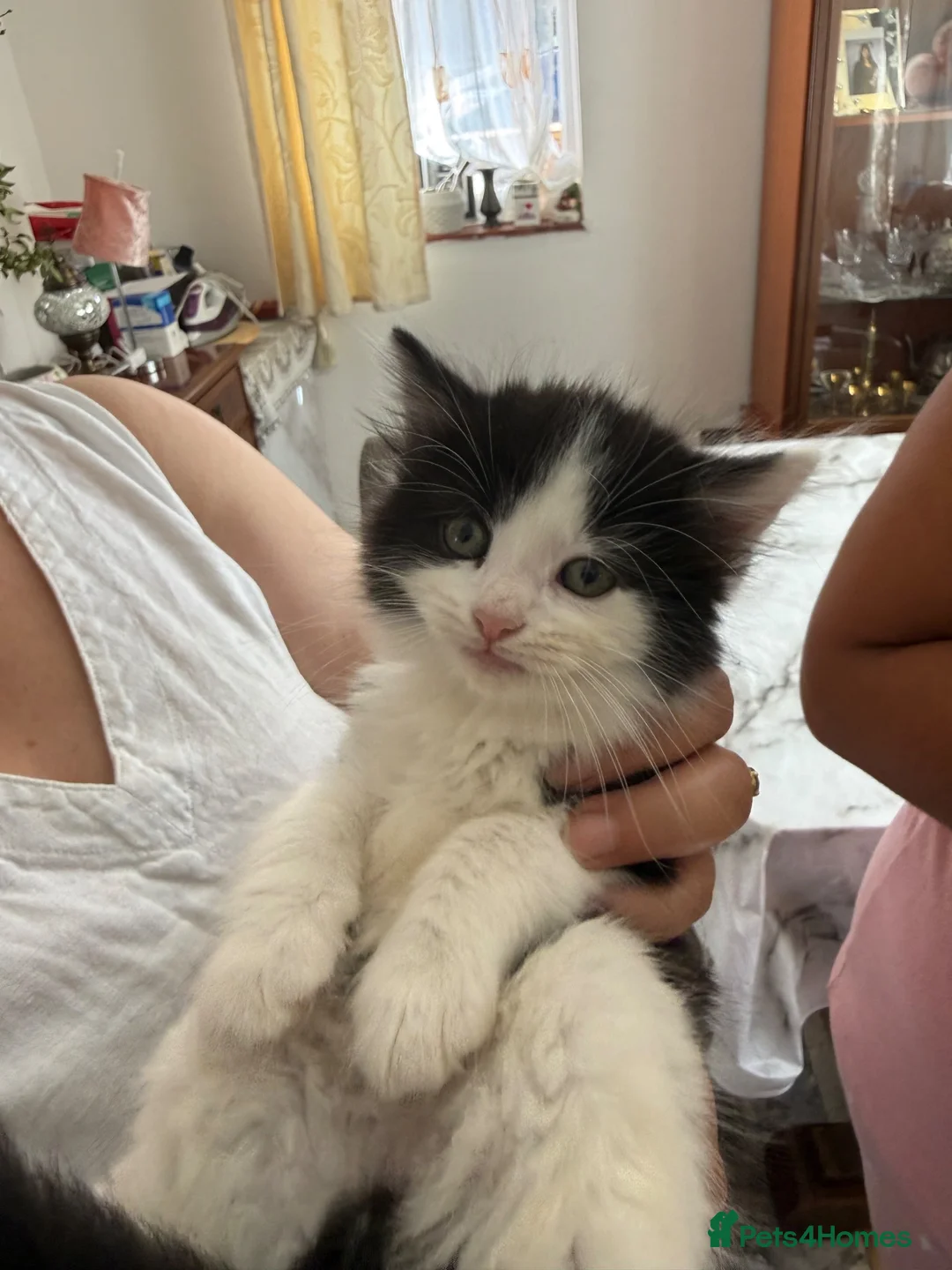 Mixed Breed cats for sale: kittens - Advert 5