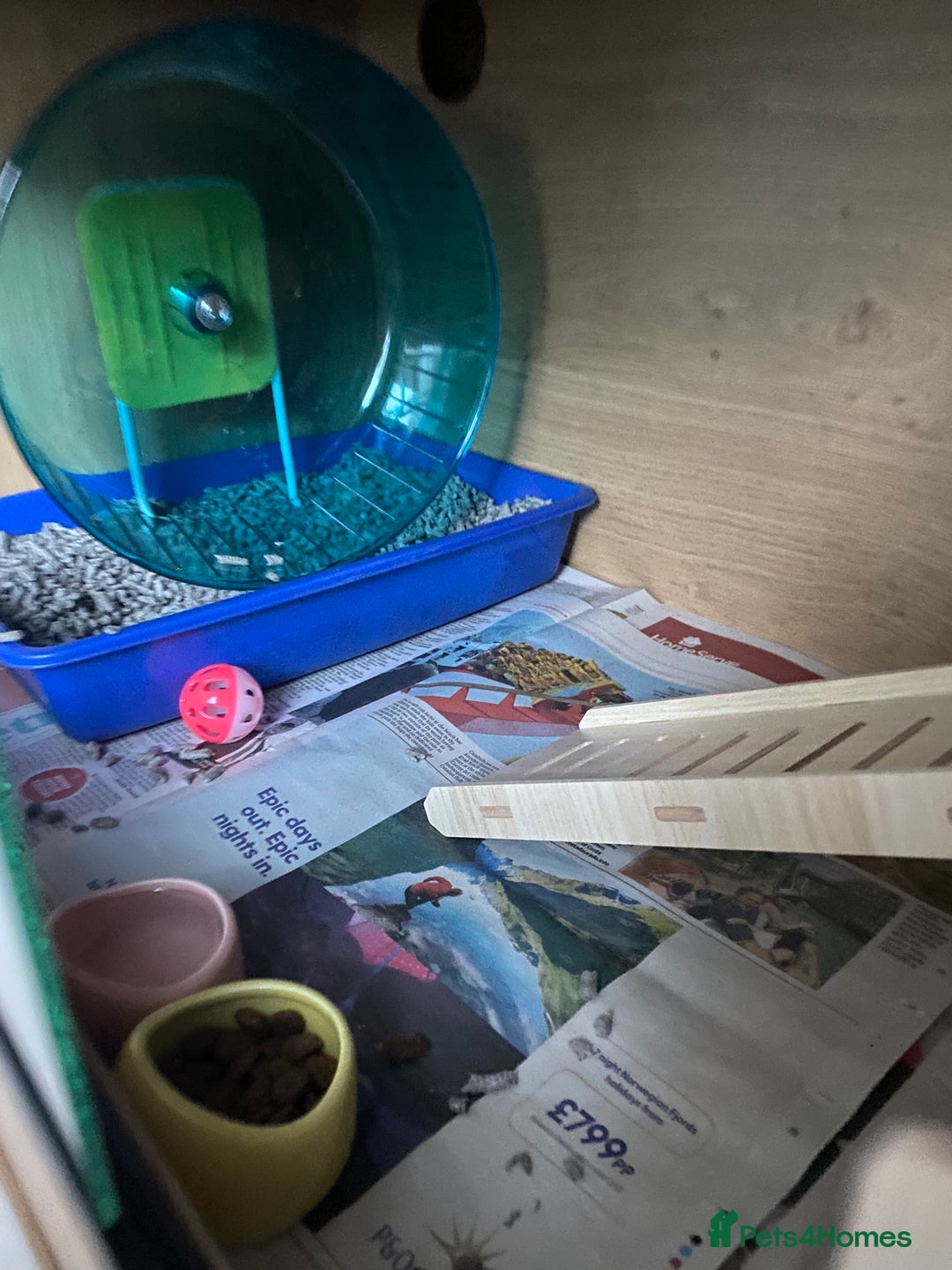 Pygmy Hedgehog rodents for sale: Twiglets looking for a new home  - Advert 9