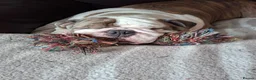 English Bulldog dogs for stud: British bulldog stud - Advert 4
