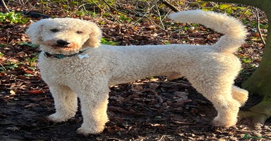 Standard Poodle dogs - Advert 12