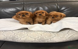 Cavalier King Charles Spaniel dogs for sale: Stunning King Charles cavalier pups (ruby)  - Image 5