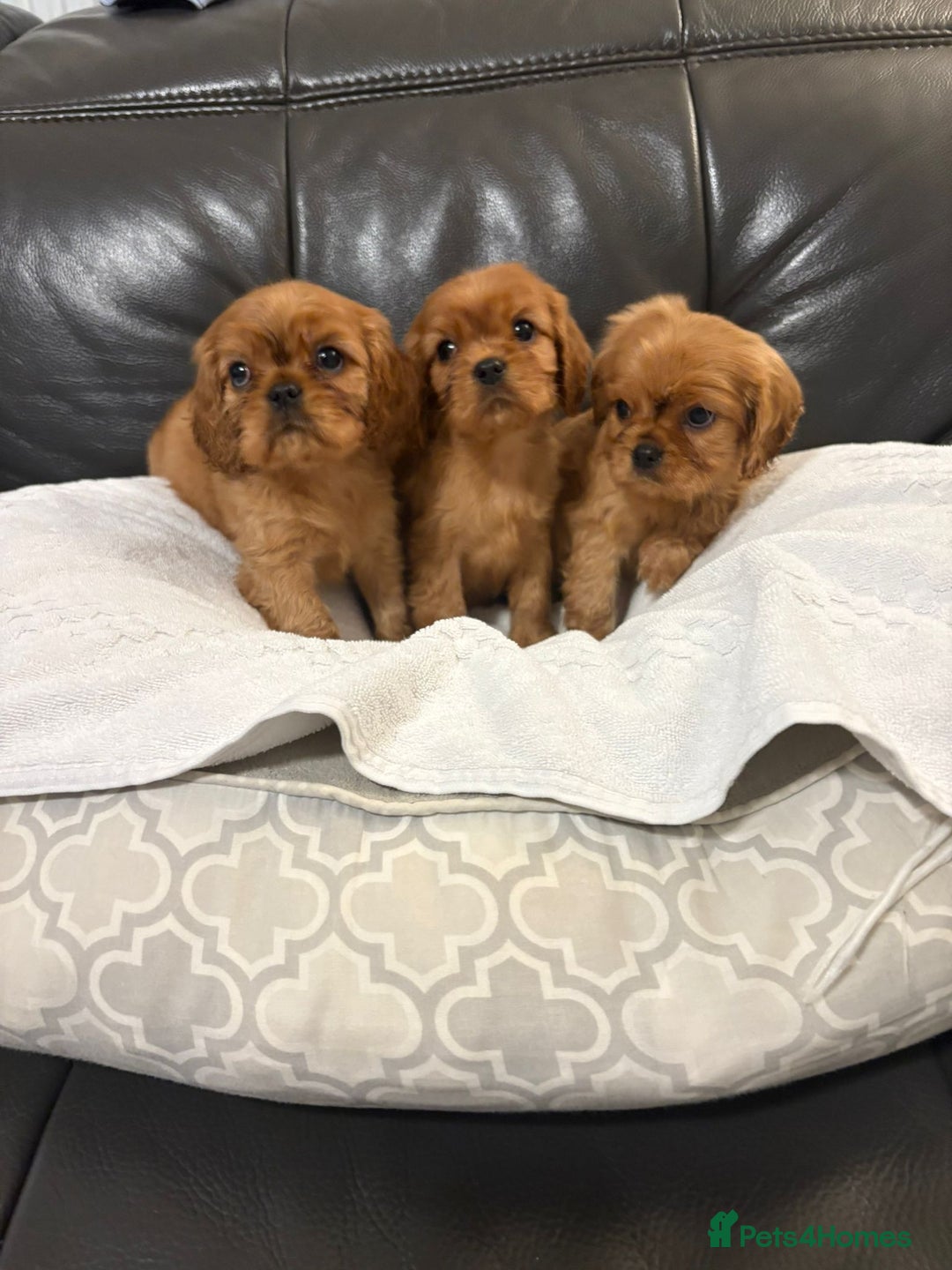 Cavalier King Charles Spaniel dogs for sale: Stunning King Charles cavalier pups (ruby)  - Image 5