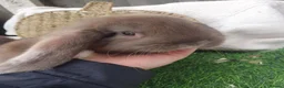 French Lop rabbits for sale: Giant French Lop babies - Advert 6