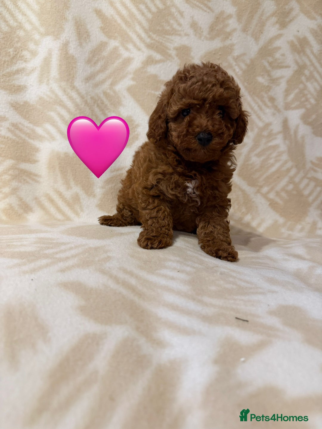 Toy Poodle dogs for sale: Beautiful toy poodles  - Advert 6