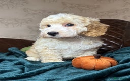 Cockapoo dogs for sale: Pedro f1 cockapoo  - Image 4