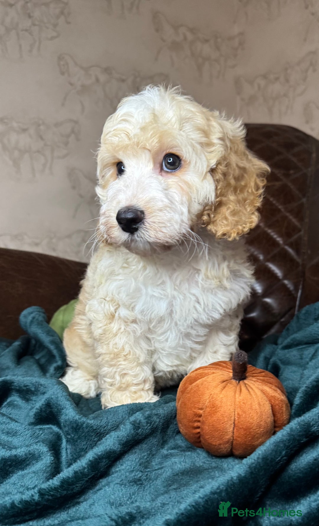 Cockapoo dogs for sale: Pedro f1 cockapoo  - Image 4