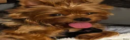 Yorkshire Terrier dogs for sale: Beautiful handsome Yorkshire Terrier Boy - Advert 1