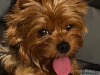 Yorkshire Terrier dogs Beautiful handsome Yorkshire Terrier Boy - Advert 2