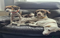 Mixed Breed dogs for adoption: Little Nancy is ready for her forever family! - Image 9