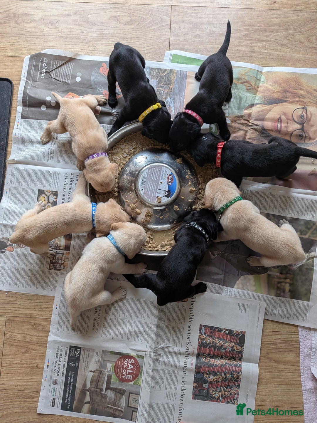 Labrador Retriever dogs for sale: Black/red Labrador pups - Image 13