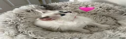 Ragdoll cats for sale: Looking for perfect furry companion?🐾😻 - Advert 14