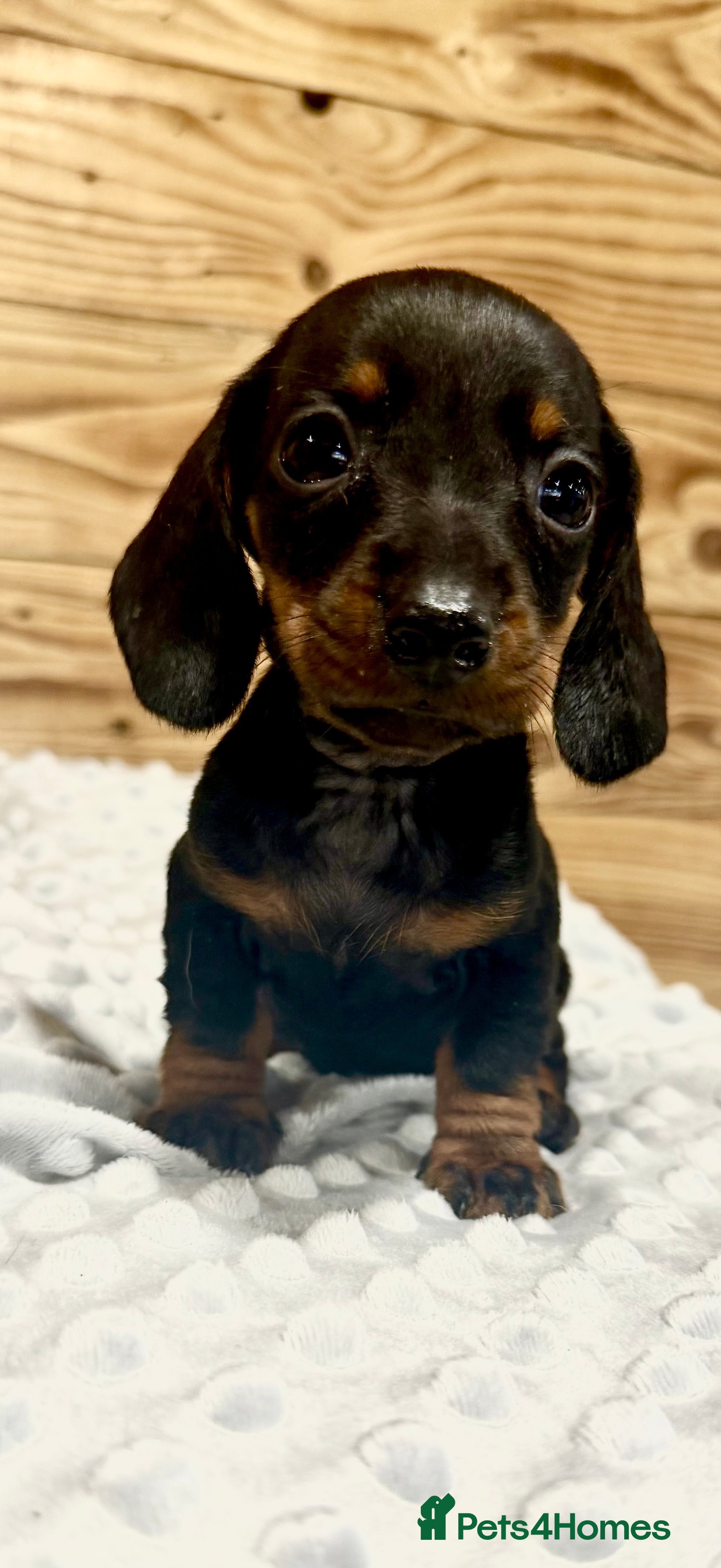 Miniature Dachshund dogs 🐾✨ GORGEOUS MINIATURE KC DACHSHUND PUPPIES ✨🐾 - Advert 2