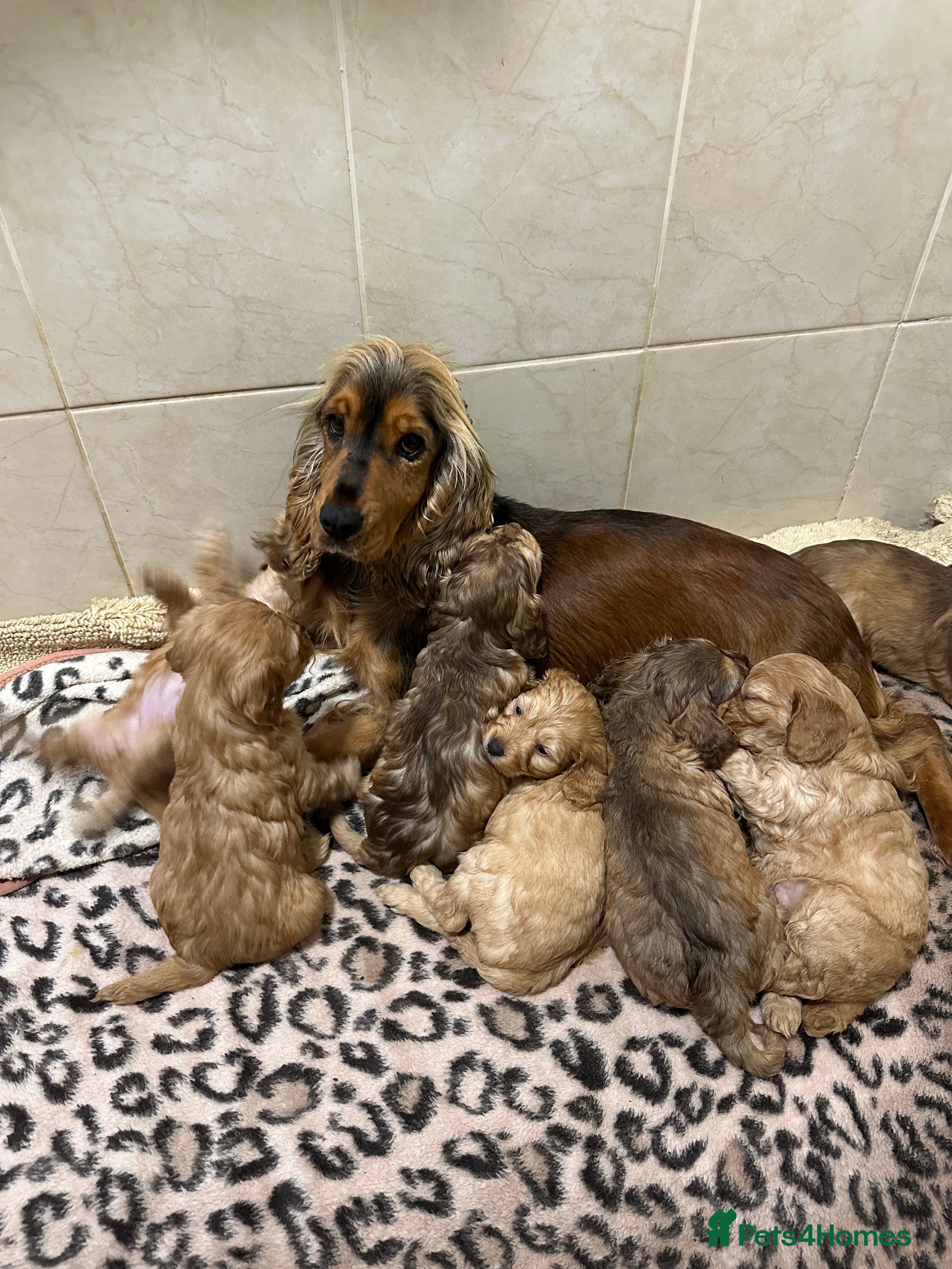 Cockapoo dogs Cockerpoo puppies  - Advert 1