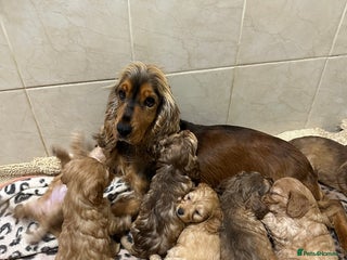 Cockapoo dogs Cockerpoo puppies - Advert 1