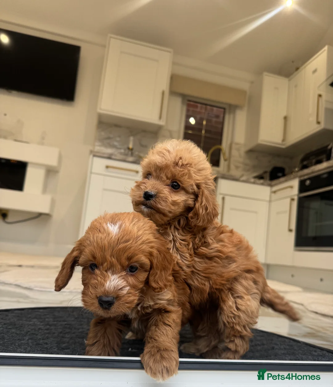 Cockapoo dogs for sale: F1 COCKAPOOS pra clear (council lincesed) - Advert 22