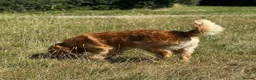 Golden Retriever dogs for stud: PROVEN Big Boned KC Golden Retriever STUD 💫 - Advert 8