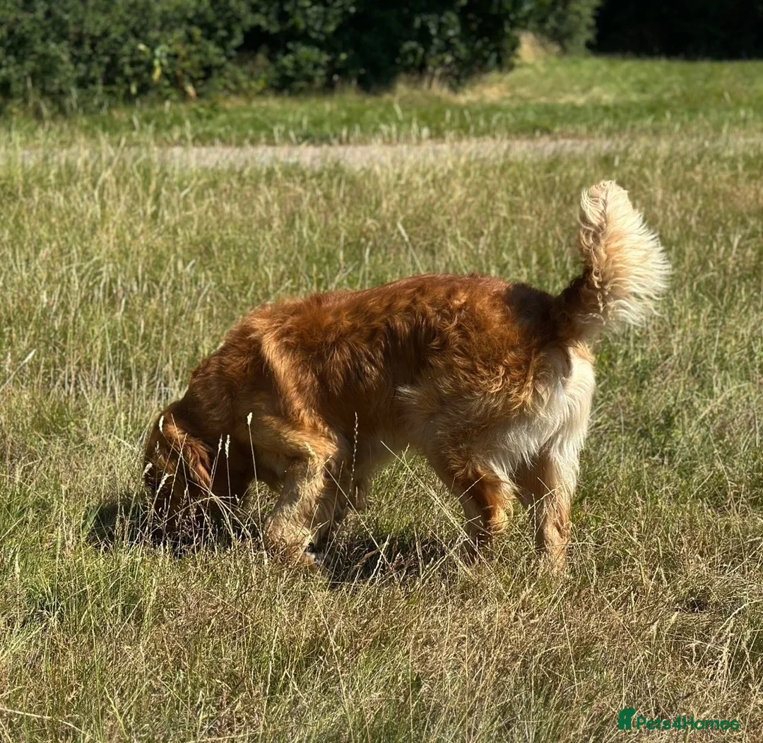 Golden Retriever dogs for stud: PROVEN Big Boned KC Golden Retriever STUD 💫 - Advert 8