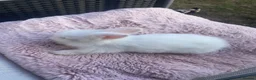 Lionhead rabbits for sale: Purebred Fluffy Baby Lionhead Dwarfs - Advert 7