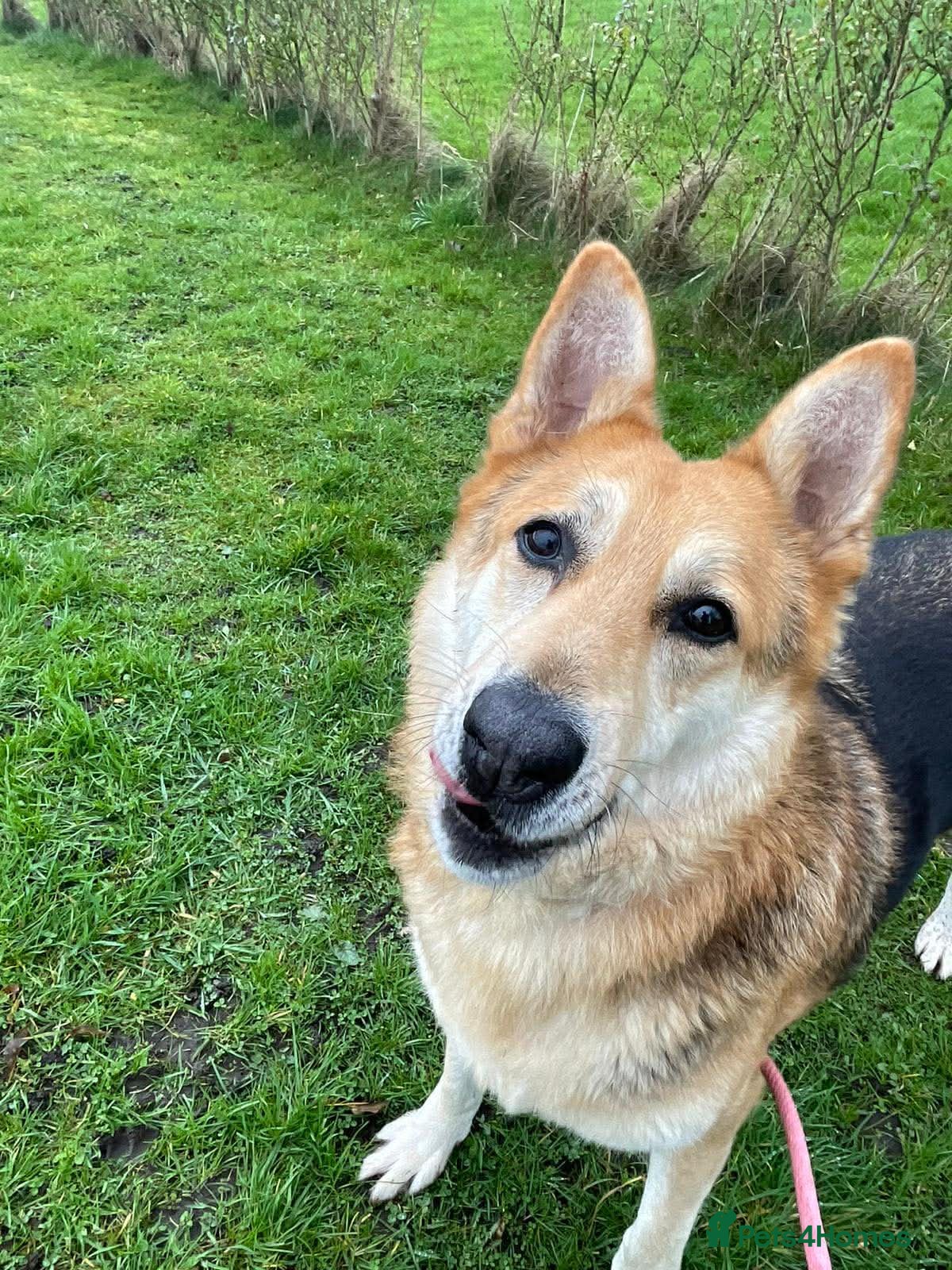 Mixed Breed dogs Axel needs the best home  - Advert 5