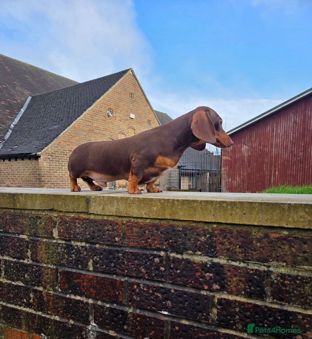 Miniature Dachshund dogs for stud: Choc & Tan carrying blue & piedball Mini Stud - Advert 6