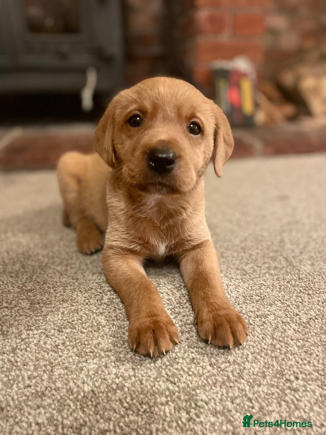 Labrador Retriever dogs for sale: kc registered Labrador puppies - Advert 1