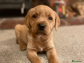 Labrador Retriever dogs kc registered Labrador puppies - Advert 1