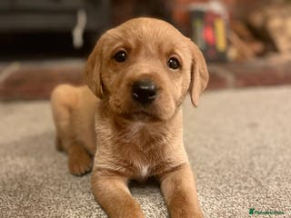 Labrador Retriever dogs kc registered Labrador puppies - Advert 1