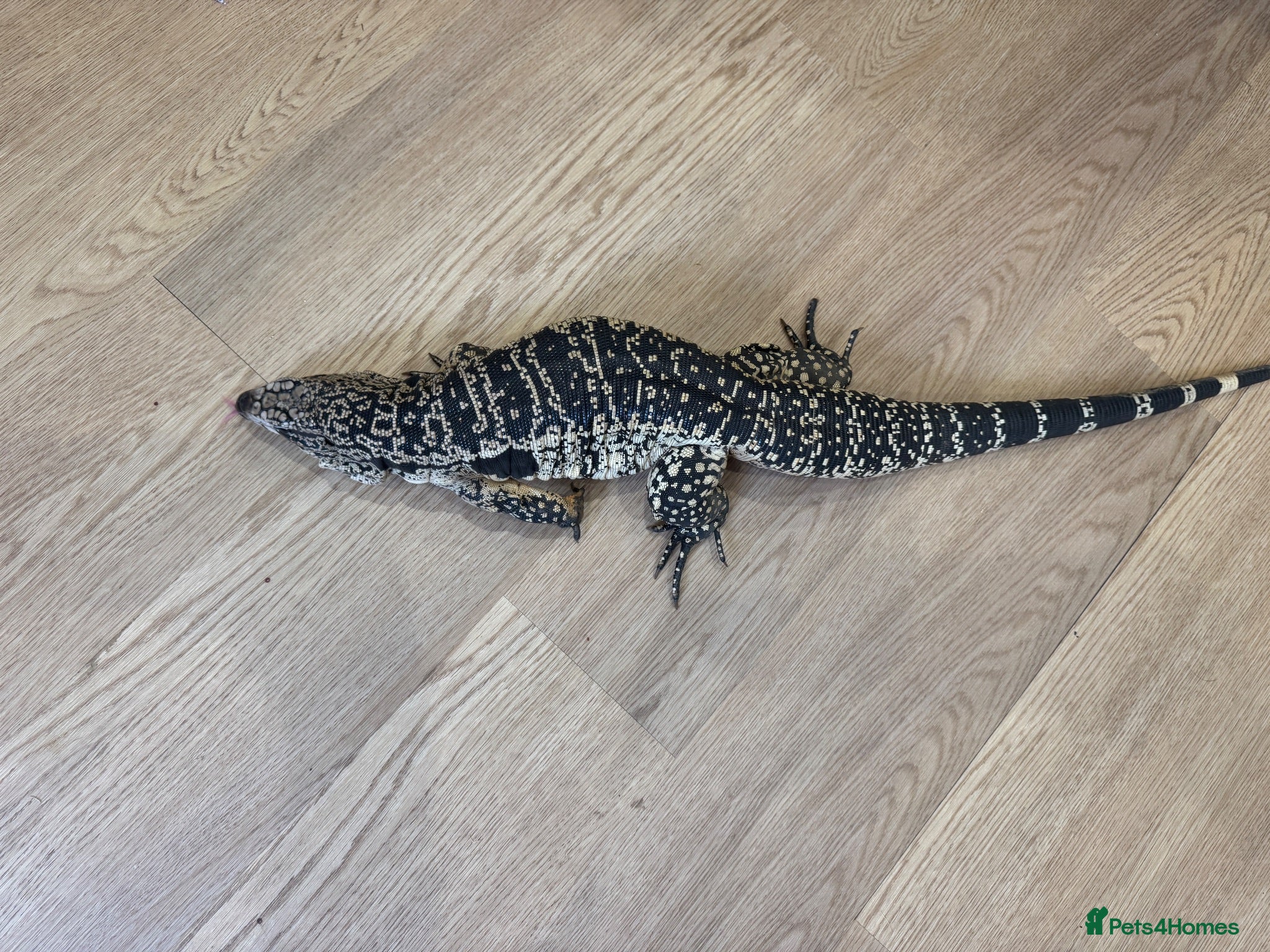 Monitor reptiles Blue tegu  - Advert 13