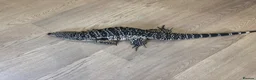 Monitor reptiles for sale: Blue tegu  - Advert 1