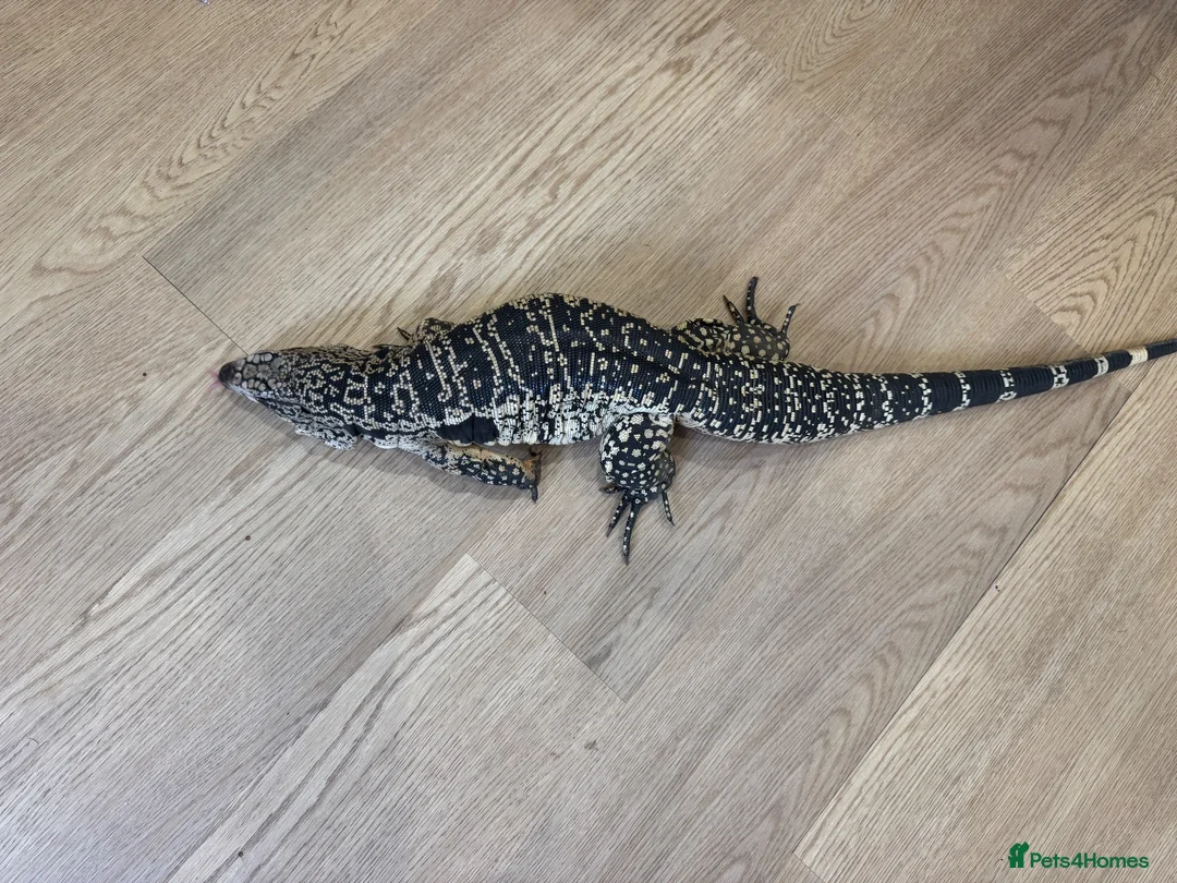 Monitor reptiles for sale: Blue tegu  - Advert 1