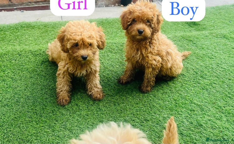 Cockapoo dogs - Advert 7