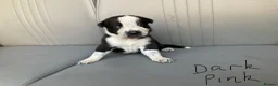Mixed Breed dogs for sale: 🐾 Beautiful Shollie puppies - Advert 8