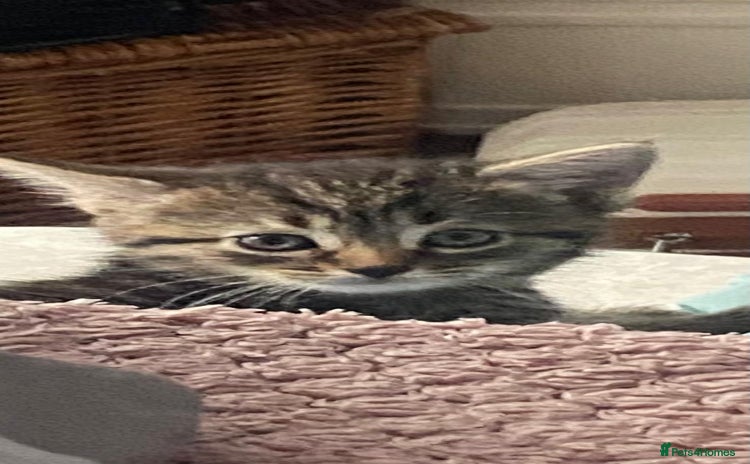 Bengal cats - Advert 1